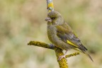Verdone (Chloris chloris) Verdone (Chloris chloris)