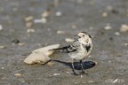Ballerina bianca_Motacilla alba Ballerina bianca_Motacilla alba