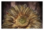 texture su fiore giallo texture su fiore giallo