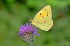 Farfalla Pieridae Farfalla Pieridae