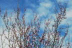anticipo di primavera anticipo di primavera