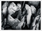 pesce pesce