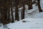 Al limitare del bosco Al limitare del bosco