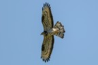 Pecchiaiolo (Pernis apivorus) Pecchiaiolo (Pernis apivorus)
