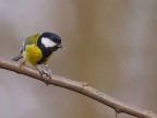 Cinciallegra Cinciallegra