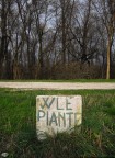W le piante W le piante