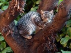 Gattino Gattino