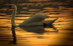 Cigno Cigno