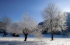 alberi gioiello alberi gioiello