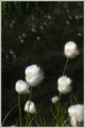 I fiori figli dei fiori... I fiori figli dei fiori...