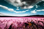 INFRARED FILM INFRARED FILM