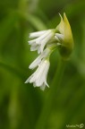 Allium Allium