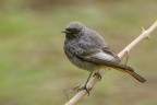 Codirosso spazzacamino (Phoenicurus ocruros) Codirosso spazzacamino (Phoenicurus ocruros)