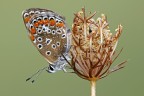 Polyommato Bellargus