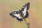Papilio Macaon