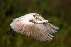 Volo Volo