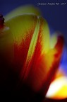 Colori primaverili Colori primaverili