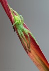 (Micrommata virescens)