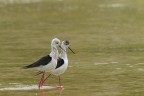 Cavaliere d'Italia. (Himantopus himantopus) Cavaliere d'Italia. (Himantopus himantopus)