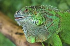 Iguana verde