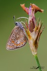 Polyommatus-Icarus-femmina