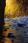 Gold Reflections