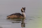 Podiceps cristatus (Svasso Maggiore) Podiceps cristatus (Svasso Maggiore)