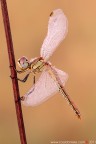 La mia ballerina... La mia ballerina...