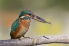 Martino femmina - Martin pescatore comune (Alcedo atthis) Martino femmina - Martin pescatore comune (Alcedo atthis)