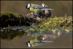 Cinciallegra Cinciallegra