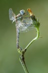 Sympetrum Fonscolombii Sympetrum Fonscolombii