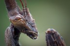 Lo sguardo dell'Empusa Lo sguardo dell'Empusa