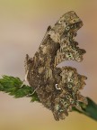 polygonia c-album polygonia c-album