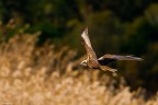 Falco di palude Falco di palude