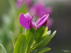 fioritura fioritura
