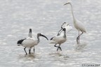Ibis Sacro Ibis Sacro