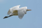 Airone guardabuoi (Bubulcus ibis)