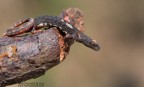 Salamandrina perspicillata II Salamandrina perspicillata II