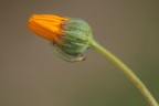 Fiore  con Bruchino( Agriopis aurantiaria)