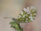 anthocharis cardamines m.