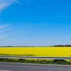 Yellow sea Yellow sea