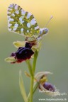 Sabato e Domenica mattina le ho dedicate alla fotografia macro di insetti e orchidee.....se poi si ha un buon occhio e un p� di fortuna si becca tutto insieme....
D'obbligo l'alzataccia all'alba per essere alle prime luci del mattina per i prati a fotografare!
Uno degli scatti di Sabato mattina!

29-03-2014
Euchloe ausonia su Ophrys garganica in controluce all'alba.
Montagna Ganzaria (CT)