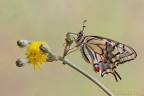 Papilio Machaon Papilio Machaon
