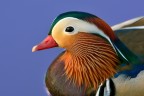 Mr. Mandarin Mr. Mandarin