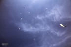 La vertigine non è paura di cadere ma voglia di volare. cit. La vertigine non è paura di cadere ma voglia di volare. cit.