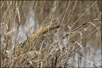 Il mimetismo del Tarabuso Il mimetismo del Tarabuso