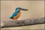 Martino Equilibrista Martino Equilibrista