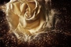 La rosa esplosa La rosa esplosa