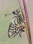 Papilio Machaon II Papilio Machaon II