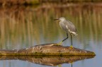 L'egretta grigia L'egretta grigia